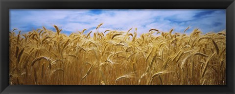 Framed Wheat crop growing in a field, Palouse Country, Washington State Print