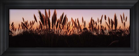 Framed Silhouette of grass in a field at dusk, Big Sur, California, USA Print