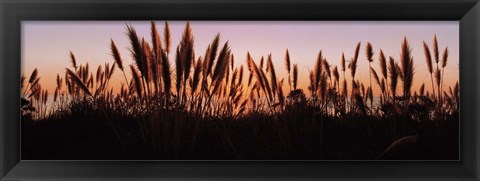 Framed Silhouette of grass in a field at dusk, Big Sur, California, USA Print