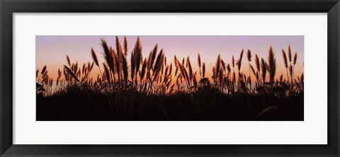 Framed Silhouette of grass in a field at dusk, Big Sur, California, USA Print