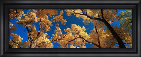 Framed Low angle view of cottonwood tree, Canyon De Chelly, Arizona, USA Print
