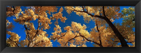 Framed Low angle view of cottonwood tree, Canyon De Chelly, Arizona, USA Print