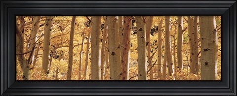 Framed Aspen trees in Autumn, Rock Creek Lake, California Print