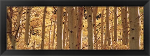 Framed Aspen trees in Autumn, Rock Creek Lake, California Print