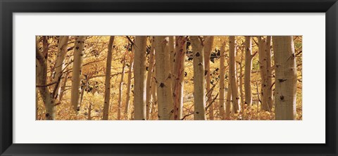 Framed Aspen trees in Autumn, Rock Creek Lake, California Print