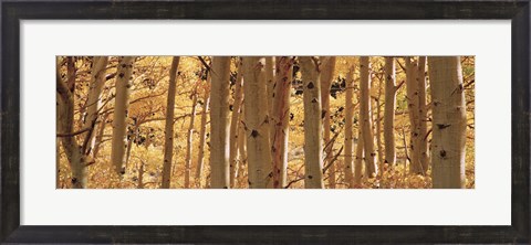 Framed Aspen trees in Autumn, Rock Creek Lake, California Print