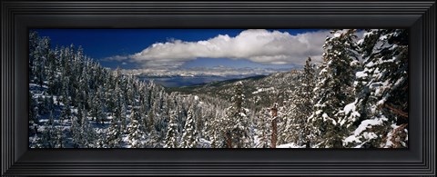Framed Snow covered pine trees in a forest with a lake in the background, Lake Tahoe, California, USA Print