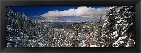 Framed Snow covered pine trees in a forest with a lake in the background, Lake Tahoe, California, USA Print