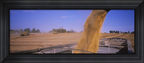 Framed Soybeans harvesting, Minnesota Print