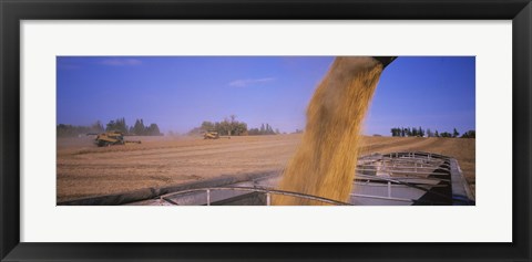 Framed Soybeans harvesting, Minnesota Print