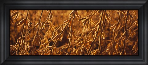 Framed Close-up of ripe soybeans, Minnesota, USA Print