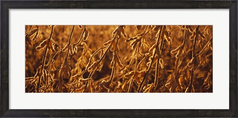Framed Close-up of ripe soybeans, Minnesota, USA Print