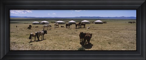 Framed Group of horses and yurts in a field, Independent Mongolia Print