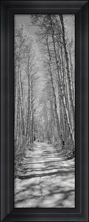 Framed Trees along a road, Log Cabin Gold Mine, Eastern Sierra, Californian Sierra Nevada, California (black and white) Print