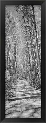 Framed Trees along a road, Log Cabin Gold Mine, Eastern Sierra, Californian Sierra Nevada, California (black and white) Print