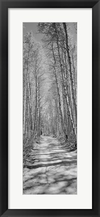 Framed Trees along a road, Log Cabin Gold Mine, Eastern Sierra, Californian Sierra Nevada, California (black and white) Print