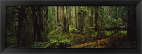 Framed Hoh Rainforest Trees, Olympic National Park Print