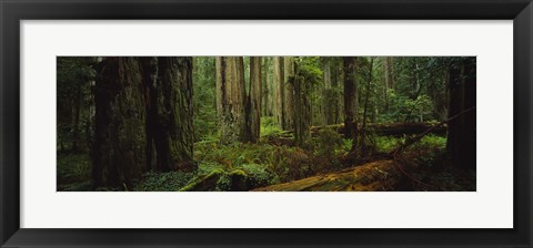 Framed Hoh Rainforest Trees, Olympic National Park Print