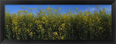 Framed Canola Flower Field in Edmonton Print