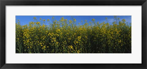 Framed Canola Flower Field in Edmonton Print