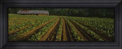Framed Tobacco Field in North Carolina Print