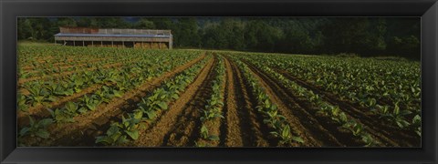 Framed Tobacco Field in North Carolina Print