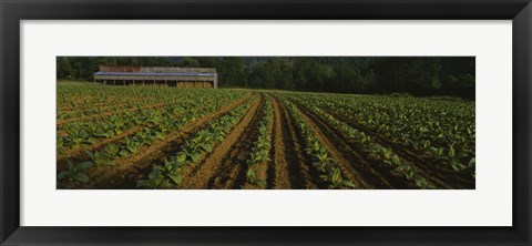 Framed Tobacco Field in North Carolina Print