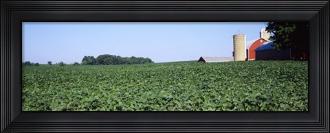 Framed Soybean Field and Barn in Kent County Print