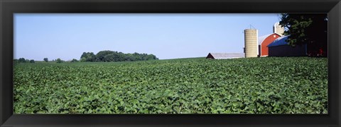 Framed Soybean Field and Barn in Kent County Print