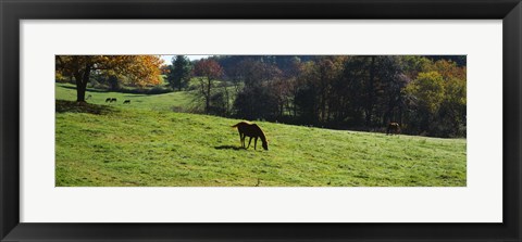 Framed Grazing Horses in Kent County Print