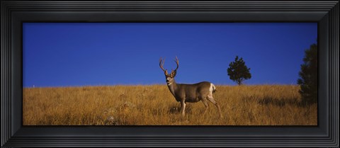 Framed Mule Deer in Field Print