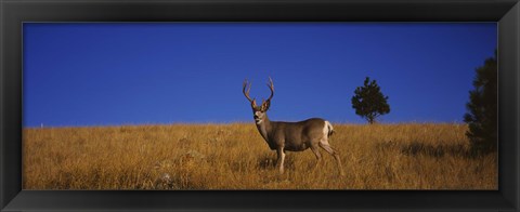 Framed Mule Deer in Field Print