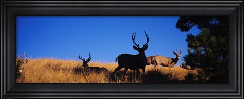 Framed Mule Deer Print
