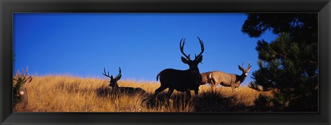 Framed Mule Deer Print