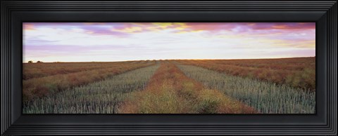 Framed Canola crop in a field, Edmonton, Alberta, Canada Print