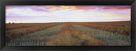 Framed Canola crop in a field, Edmonton, Alberta, Canada Print