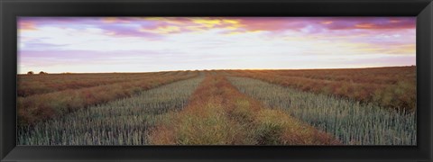 Framed Canola crop in a field, Edmonton, Alberta, Canada Print