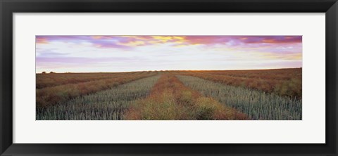 Framed Canola crop in a field, Edmonton, Alberta, Canada Print