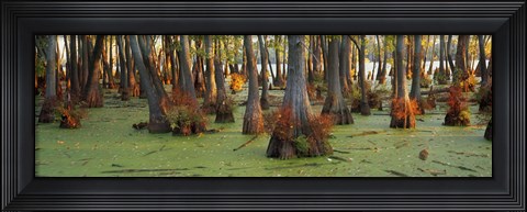 Framed Bald cypress trees (Taxodium disitchum) in a forest, Illinois, USA Print