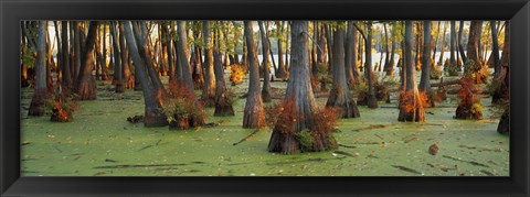 Framed Bald cypress trees (Taxodium disitchum) in a forest, Illinois, USA Print