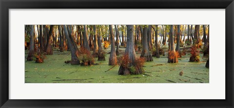 Framed Bald cypress trees (Taxodium disitchum) in a forest, Illinois, USA Print