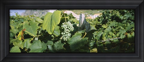 Framed Bunch of grapes in a vineyard, Sao Miguel, Ponta Delgada, Azores, Portugal Print
