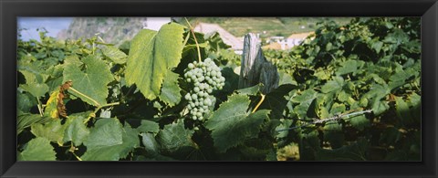 Framed Bunch of grapes in a vineyard, Sao Miguel, Ponta Delgada, Azores, Portugal Print