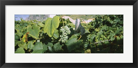 Framed Bunch of grapes in a vineyard, Sao Miguel, Ponta Delgada, Azores, Portugal Print