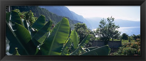 Framed Banana trees in a garden at the seaside, Ponta Delgada, Madeira, Portugal Print