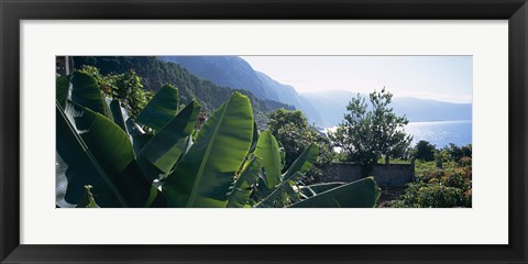 Framed Banana trees in a garden at the seaside, Ponta Delgada, Madeira, Portugal Print