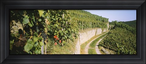 Framed Gravel road passing through vineyards, Vaihingen An Der Enz, Baden-Wurttemberg, Germany Print