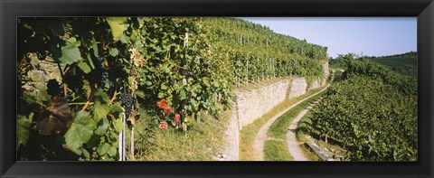 Framed Gravel road passing through vineyards, Vaihingen An Der Enz, Baden-Wurttemberg, Germany Print