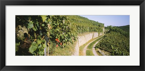 Framed Gravel road passing through vineyards, Vaihingen An Der Enz, Baden-Wurttemberg, Germany Print