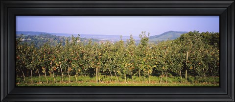 Framed Apple trees in an orchard, Weinsberg, Heilbronn, Stuttgart, Baden-Wurttemberg, Germany Print